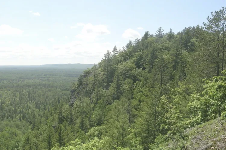 Groups fight to keep national forests in Michigan road-free